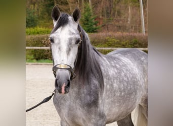 Cruzado, Wałach, 4 lat, 158 cm, Siwa