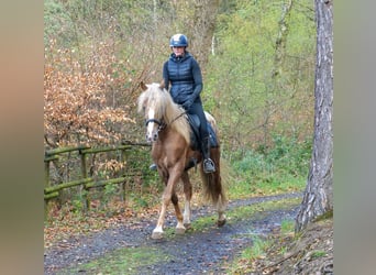Cruzado, Wałach, 4 lat, 158 cm, Tarantowata