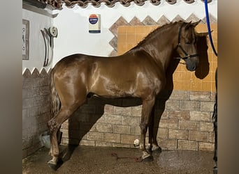 Cruzado, Wałach, 4 lat, 167 cm, Kasztanowata