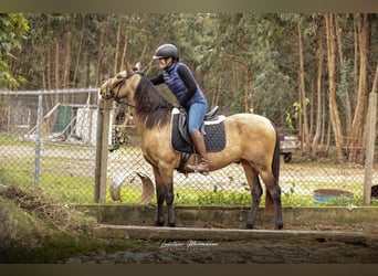 Cruzado, Wałach, 5 lat, 150 cm, Jelenia
