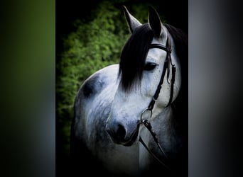 Cruzado, Wałach, 5 lat, 150 cm, Siwa jabłkowita