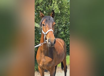 Cruzado, Wałach, 5 lat, 153 cm, Gniada