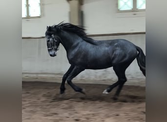 Cruzado Mix, Wałach, 5 lat, 154 cm, Karosiwa