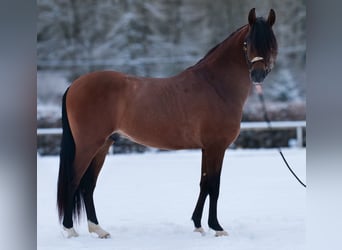 Cruzado, Wałach, 5 lat, 158 cm, Gniada