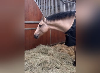 Cruzado, Wałach, 5 lat, 165 cm, Bułana