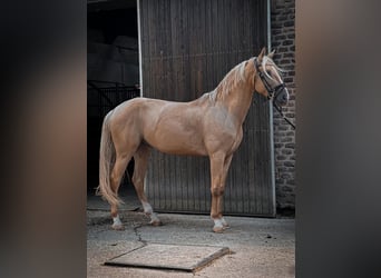 Cruzado, Wałach, 5 lat, Izabelowata