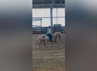 Cruzado, Wałach, 5 lat, Izabelowata