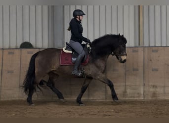 Cruzado, Wałach, 6 lat, 148 cm, Bułana