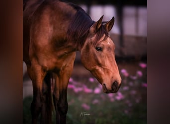 Cruzado, Wałach, 6 lat, 150 cm, Jelenia