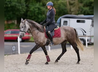 Cruzado, Wałach, 6 lat, 155 cm, Stalowosiwy