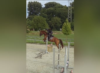 Cruzado Mix, Wałach, 6 lat, 156 cm, Kasztanowata