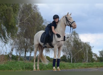 Cruzado, Wałach, 6 lat, 163 cm, Cremello