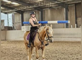 Cruzado, Wałach, 6 lat, 164 cm, Izabelowata