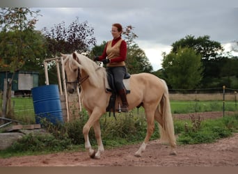 Cruzado, Wałach, 6 lat, 168 cm, Izabelowata