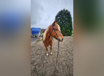 Cruzado, Wałach, 7 lat, 155 cm, Kasztanowata