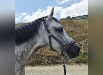 Cruzado, Wałach, 7 lat, 157 cm, Siwa jabłkowita