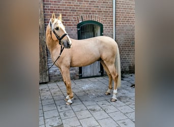 Cruzado, Wałach, 7 lat, 158 cm, Izabelowata