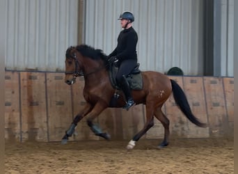 Cruzado, Wałach, 7 lat, 160 cm, Gniada