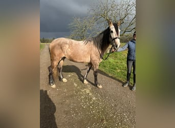 Cruzado Mix, Wałach, 7 lat, 160 cm, Kasztanowatodereszowata