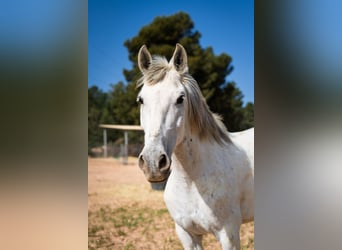 Cruzado, Wałach, 7 lat, 160 cm, Siwa