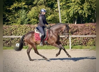 Cruzado, Wałach, 7 lat, 162 cm, Ciemnogniada