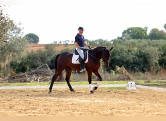 Cruzado, Wałach, 7 lat, 162 cm, Ciemnogniada