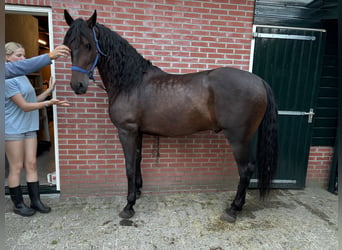 Cruzado, Wałach, 7 lat, 164 cm, Ciemnogniada