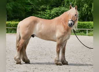 Cruzado, Wałach, 8 lat, 154 cm, Bułana