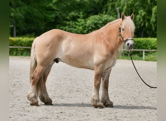Cruzado, Wałach, 8 lat, 154 cm, Bułana