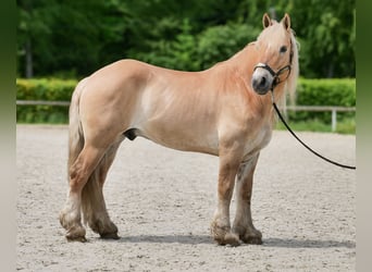 Cruzado, Wałach, 8 lat, 154 cm, Bułana