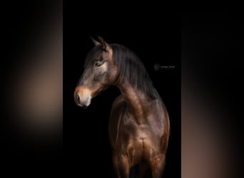 Cruzado, Wałach, 8 lat, 155 cm, Skarogniada