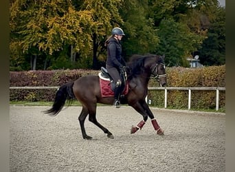 Cruzado, Wałach, 8 lat, 156 cm, Ciemnogniada