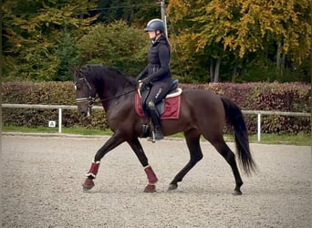 Cruzado, Wałach, 8 lat, 156 cm, Ciemnogniada