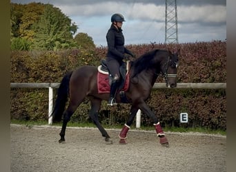 Cruzado, Wałach, 8 lat, 156 cm, Ciemnogniada
