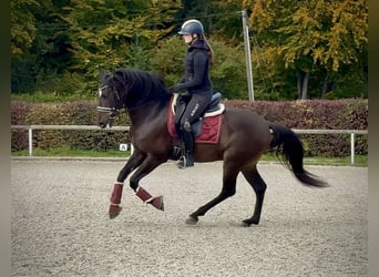 Cruzado, Wałach, 8 lat, 156 cm, Ciemnogniada