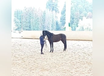 Cruzado, Wałach, 8 lat, 157 cm, Kara