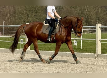 Cruzado, Wałach, 8 lat, 160 cm, Kasztanowata
