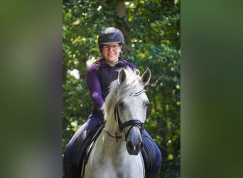 Cruzado, Wałach, 8 lat, 162 cm, Siwa