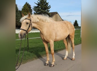 Cruzado, Wałach, 8 lat, 165 cm, Izabelowata