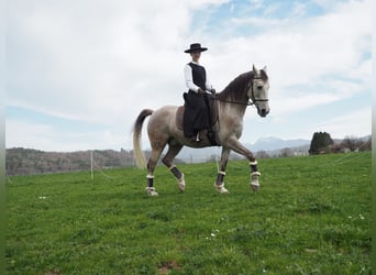 Cruzado Mix, Wałach, 9 lat, 155 cm, Siwa