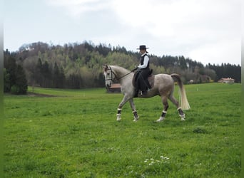 Cruzado Mix, Wałach, 9 lat, 155 cm, Siwa