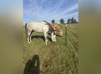Cruzado Mix, Wałach, 9 lat, 155 cm, Siwa