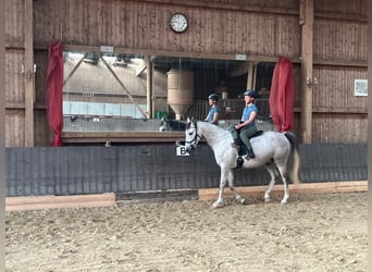 Cruzado Mix, Wałach, 9 lat, 155 cm, Siwa