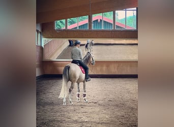 Cruzado Mix, Wałach, 9 lat, 155 cm, Siwa