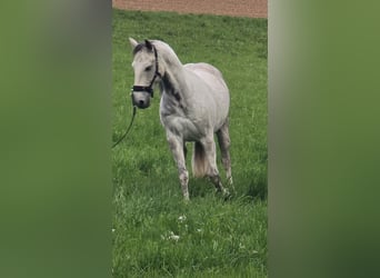 Cruzado, Wallach, 10 Jahre, 152 cm, Schimmel