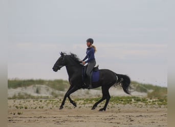 Cruzado Mix, Wallach, 10 Jahre, 153 cm, Rappe