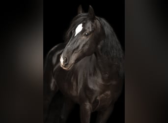 Cruzado, Wallach, 10 Jahre, 153 cm, Rappe