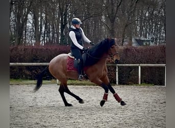 Cruzado, Wallach, 10 Jahre, 155 cm