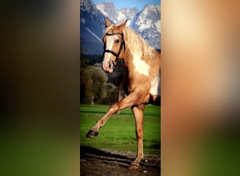 Cruzado, Wallach, 10 Jahre, 155 cm