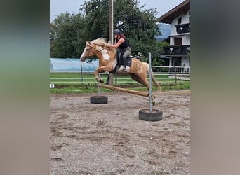 Cruzado, Wallach, 10 Jahre, 155 cm, Overo-alle-Farben